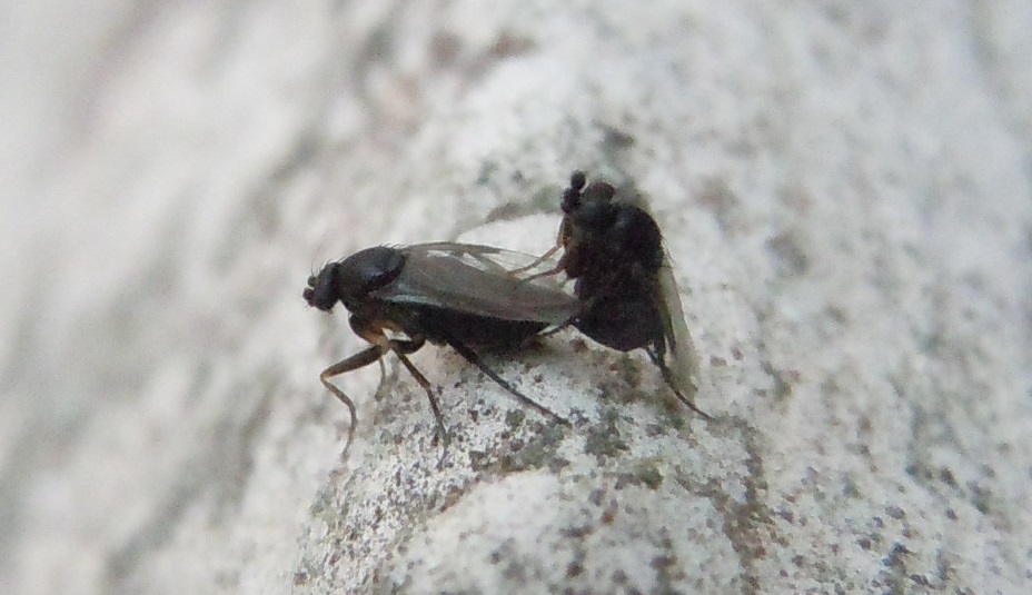 Sphaeroceridae in accoppiamento? No, Phoridae